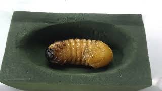 Healthy Prepupa Chalcosoma caucasus Larvae [upl. by Eveline]