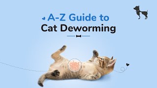 Cat Deworming Everything You Need to Know [upl. by Jose]