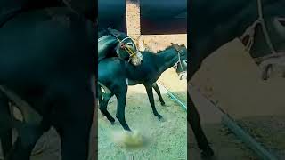 Funniest Donkey Ever Donkey Training the fun way 2971 [upl. by Akenit]