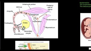 Evolution FULL CHAPTER  Class 12th Zoology  Lakshya NEET [upl. by Mehetabel]