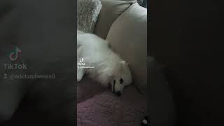 Couchpotato funny dog animals doglover japanspitz traumhunde welpen japanspitzpuppy [upl. by Anrahc]