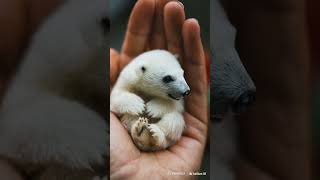 Baby Polar Bear Snuggles with a snowballsized polar bear 🐻‍❄️❄️ MiniPolarBear CozyVibes [upl. by Ahsertal]