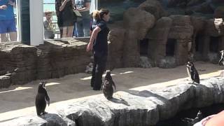 Penguin feeding time Bournemouth Oceanarium [upl. by Reisch132]