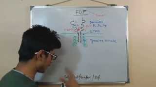 Fibroblast growth factor FGF [upl. by Assert]