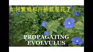 如何繁殖和扦插蓝星花  Propagating Evolvulus [upl. by Annoyik90]