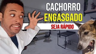 O que fazer quando o cachorro está engasgado [upl. by Lledal]