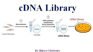 cDNA Library [upl. by Enimzzaj]