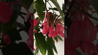 Cane Begonia begonia indoorplants flowers fengshui plants spotted garden goodvibes [upl. by Pia]