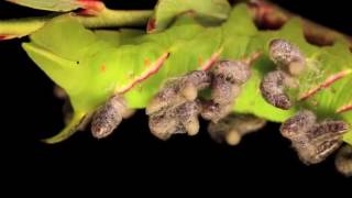 Apple Sphinx Erupts with Parasitoid Wasp Larvae at The Caterpillar Lab [upl. by Barmen]