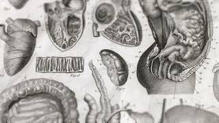 4k Paper Anatomy of Different Human Organs  Free stock background [upl. by Karim]