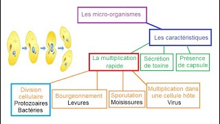 Les microbes ou microorganismes SVT 3AC [upl. by Horacio]