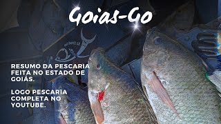 Resumo da pescaria em São Simão  Go tilapia pescaria fishing [upl. by Pack209]