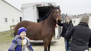 Our First Horse Denali  Fall 2023 [upl. by Gaige]