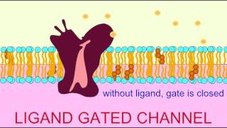 VISUAL PHOTOTRANSDUCTION RHODOPSIN FUNCTION [upl. by Yetnruoc967]