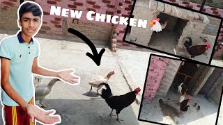 New Chicken la aya 🐔Danish zooventure [upl. by Sobmalarah]