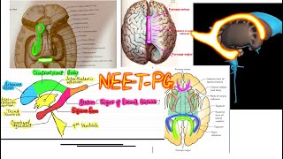 Lateral Ventricle of Brain NEUROANATOMY and related structures [upl. by Ecyla]