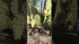 Crotalus scutulatus Coahuila  Mexico [upl. by Saxen]