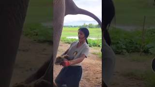 CATCHING ELEPHANT 🐘 POOP 💩 comedy funny lol gross [upl. by Htims]