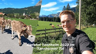 Almabtrieb  Tannheim 2023 im Tannheimer Tal  Viehscheid  Alpfahrt [upl. by Akcir]