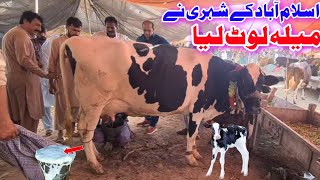 Cow Ketnay Ki Sale Hui  Holstein Friesian Cow  Manak Mor Mandi  Malumor Mandi Jhang  Cow Mandi [upl. by Persse]