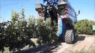 Super high density citrus harvesting [upl. by Nylirrehs446]