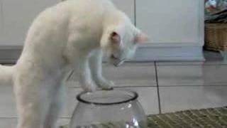 Cat fetching stone out of fishbowl [upl. by Bikales316]