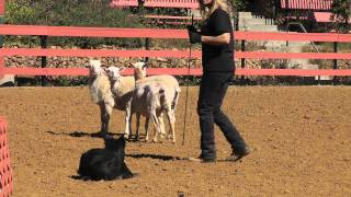 Sheep Herding in Malibu [upl. by Nyrac]