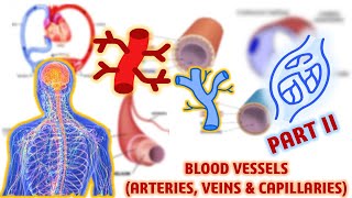 Blood Vessels Arteries Veins and Capillaries  Circulation and Fluids  Biology  Class 11 [upl. by Levana]