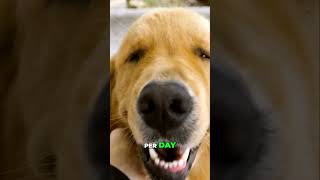 Golden Retrievers Secrets to a Happy Active Life 🐕✨ shorts goldenretriever [upl. by Trixy]