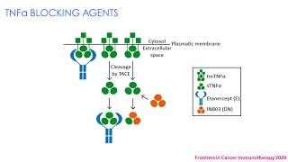 INB03 and Lapatinib Reverses Resistance to Trastuzumab in HER2 Breat Cancer in Preclinical Models [upl. by Lexine]