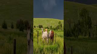 Storm Chasing GIDDY UP amp GO stormchasing supercell stormmoments [upl. by Aicirtan147]