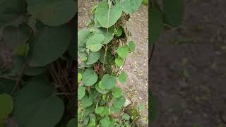 VelvetleafPatha fruitingCissampelos pareiraMenispermaceaeAyurveda Shreematbhagwat plants [upl. by Ierna]