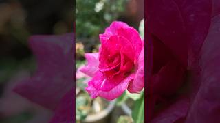 Melody Perfume Rose🌹Highly Fragrant roses flowers shorts yt youtubeshorts nursery plants us [upl. by Leseil]