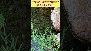 🟢ザリガニ🦞からの飛行機✈️‼️癒されてると轟音が‼️豊中の公園上空で🛩️発見‼️飛行機 飛行機音 airplane aircraft 豊中市 ザリガニ shorts [upl. by Ahsikram709]