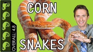 Corn Snake The Best Pet Reptile [upl. by Hibbs444]