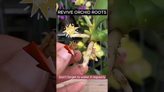 How to revive orchids roots short plantcare [upl. by Elmina]