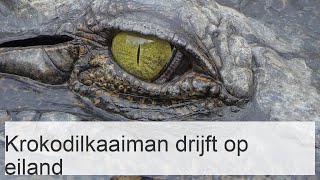 De krokodilkaaiman is een reiziger op een “drijvend eiland” [upl. by Balcke549]