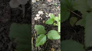 Kanki Putu  कनकी पुटू  Mushroom 🍄 Chhattisgarhi Recipe Kanki Putu Kaise Banaye 🤔cgdish food [upl. by Eirac]