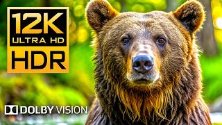 12K HDR 240fps Dolby Vision  Wildlife amp Animal Adventures  8K Earth [upl. by Modeste618]