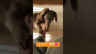 カニンヘン癒しダックス多頭飼 犬がいる暮らし 足が好き変わり者 [upl. by Verla]