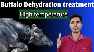 Treatment of dehydration in cattle  Treatment of dehydration in cattle [upl. by Asabi314]