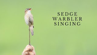 Sedge Warbler Singing [upl. by Assirehc]