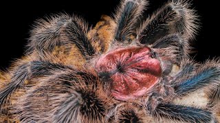 Chilean Rose Hair Tarantula Grammostola porteri  rosea Info amp Care [upl. by Nysila]