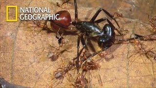 Chemical War of Ant Troops VS One Goliath Ant｜National Geographic [upl. by Nyrmak837]