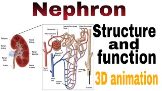 Nephron structure and function with 3d animation [upl. by Fishbein376]