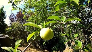 Árboles Frutales  El Ciruelo  Arbol de ciruela [upl. by Hnad]