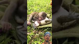 Baby monkey and frog loves 🐒 🐸  shorts monkey frog [upl. by Konrad]