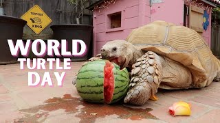 World Turtle Day  Tiptoe Eats a Watermelon [upl. by Esyned200]