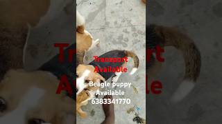 Beagle puppy sale in coimbatoremaduraiselamchennaibangalorehousrTrichybeagledogbeaglepuppy [upl. by Eissak]