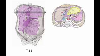 Anatomie topographique de labdomen partie II  les coupes axiales [upl. by Hanid]